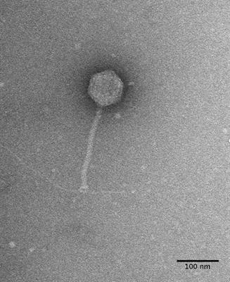 Characterization of Novel Broad-Host-Range Bacteriophage DLP3 Specific to Stenotrophomonas maltophilia as a Potential Therapeutic Agent